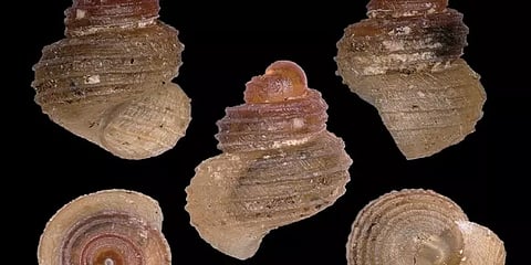 மேகாலயா குகைப்பகுதியில் கண்டறியப்பட்ட புதியவகை நத்தை