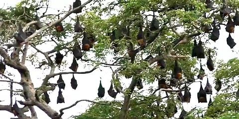 கடலூர்: பறவை இனத்தை பாதுகாக்க பட்டாசு வெடிக்காமல் தீபாவளியை கொண்டாடும் கிராமம்