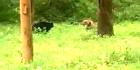 புலியை விரட்டிய கரடி.. கர்நாடக வனப்பகுதயில் நடந்த சண்டை : வைரலாகும் வீடியோ