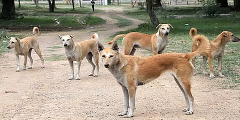 சென்னையில் 30% நாய்களுக்கு மட்டுமே ரேபிஸ் தடுப்பூசி செலுத்தப்பட்டுள்ளது: ஆய்வில் தகவல்