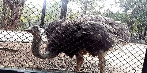 வண்டலூர் பூங்கா: பெண் சிங்கத்தைத் தொடர்ந்து 5 நெருப்புக் கோழிகளும் உயிரிழப்பு