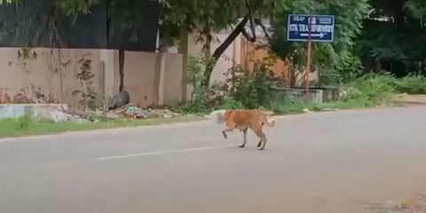 மதுரை: நெகிழி டப்பாவில் தலை சிக்கி உயிருக்கு போராடிய தெருநாயை காப்பாற்றிய இளைஞர்கள்