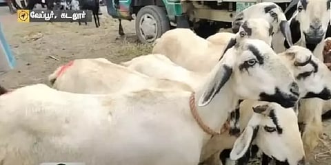 தீபாவளி பண்டிகையை ஒட்டி வேப்பூர் ஆட்டுச்சந்தையில் ரூ.3 கோடிக்கு வியாபாரம்