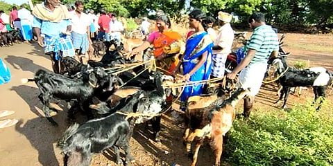 தீபாவளி பண்டிகை: வடலூர் வாரச்சந்தையில் ரூ. 3 கோடிக்கு மேல் விற்பனையான ஆடுகள்