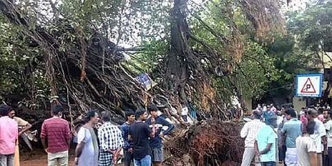 தஞ்சை: கனமழை காரணமாக அடியோடு சாய்ந்து விழுந்த நூற்றாண்டுகால பழமையான ஆலமரம்