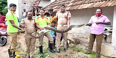 புதுக்கோட்டை: குடியிருப்புக்குள் புகுந்து கோழியை விழுங்கிய 12அடி நீள மலைப்பாம்பு சிக்கியது