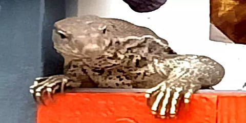 தேனி: கூலித் தொழிலாளி வீட்டினுள் நுழைந்த உடும்பு: தீயணைப்பு வீரர்கள் கையில் சிக்கியது