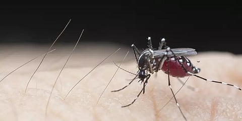 டெங்கு தடுப்பு நடவடிக்கையாக தமிழகம் வருகிறது மத்தியக்குழு