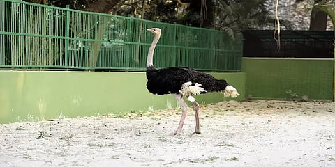 வண்டலூர் பூங்காவில் அடுத்தடுத்து உயிரிழக்கும் நெருப்புக் கோழிகள்: என்னதான் காரணம்?