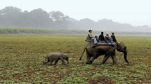 காசிரங்கா தேசிய பூங்கா