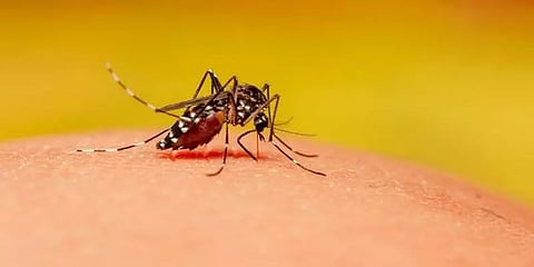 கான்பூரில் இதுவரை 66 பேருக்கு ஜிகா வைரஸ் பாதிப்பு