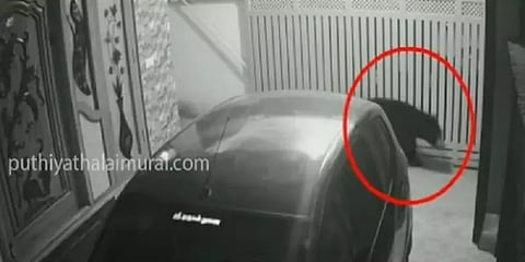 நீலகிரி: குடியிருப்புப் பகுதிகளில் உலா வரும் கரடி - அச்சத்தில் பொதுமக்கள்