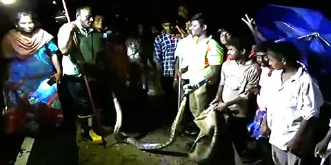 குடியிருப்பு அருகே பதுங்கிய 12அடி நீள மலைப்பாம்பு: லாவகமாக பிடித்த தீயணைப்பு வீரர்கள்