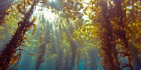 "தமிழகத்தில் கடல்பாசி திட்டம் விரைவில் தொடங்கப்படும்"- இணையமைச்சர் எல்.முருகன்