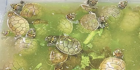 அமேசான் மழைக்காடுகளில் உள்ள ஆற்றில் விடுவிக்கப்பட்ட மூவாயிரம் ஆமைக் குட்டிகள்