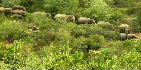 ஜவளகிரியில் 3 குழுக்களாக முகாமிட்டுள்ள 70 யானைகள்: தீவிர கண்காணிப்பில் வனத்துறையினர்