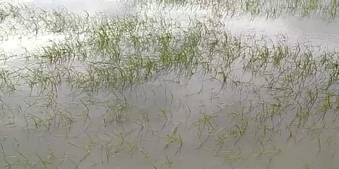 பயிர்க்காப்பீடு செய்ய நவ.15ஆம் தேதி கடைசி நாள் - தமிழக வேளாண் நலத்துறை அறிவிப்பு