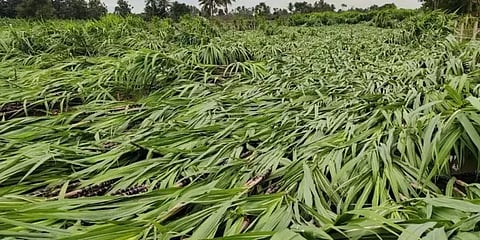 டெல்டா மாவட்டங்களில் பயிர் சேத விவரங்களை பார்வையிட்டு ஆய்வுசெய்ய அமைச்சர்கள் குழு