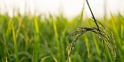 தமிழ்நாட்டில் பயிர் காப்பீடு செய்வதற்கான கால அவகாசம் நீட்டிப்பு?