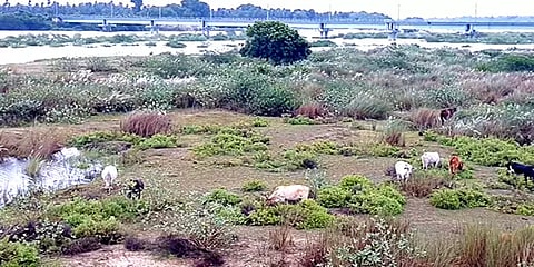 உபரி நீர் திறப்பு: கொள்ளிடம் ஆற்றின் நடுவே மணல் திட்டில் சிக்கிக் கொண்ட 27 பசு மாடுகள்