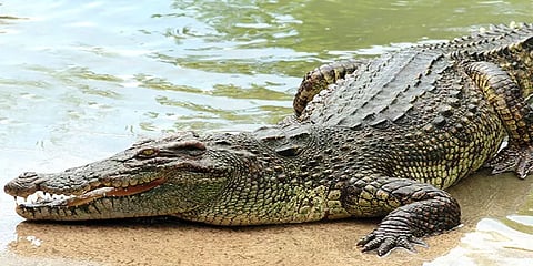 திருச்சி: வாய்க்கால் கரையோரம் ஒதுங்கும் முதலைகள்: அச்சத்தில் குடியிருப்பு வாசிகள்