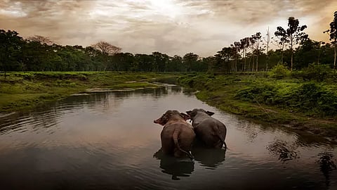 மானஸ் தேசிய பூங்கா