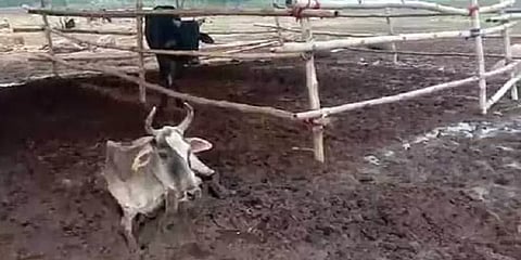 வடகிழக்கு பருவமழையால் 10,118 கால்நடைகள் இறப்பு - கால்நடை பராமரிப்புத்துறை தகவல்