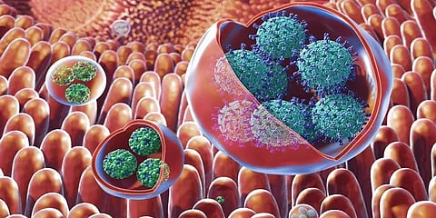 கேரளாவில் கண்டறியப்பட்டுள்ள அரியவகை நோரோ வைரஸ்