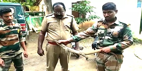 சத்தியமங்கலம்: பழக்கடையில் பதுங்கியிருந்த உடும்பை பிடிதத வனத்துறையினர்