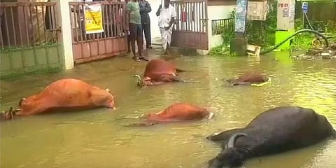 சென்னை: உயர் மின்னழுத்தக் கம்பி அறுந்து விழுந்து 5 மாடுகள் உயிரிழப்பு