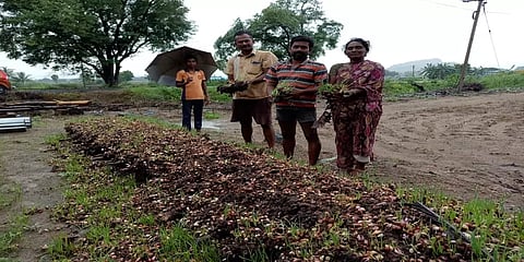 பெரம்பலூர்: தொடர் மழையால் 1,500 ஏக்கர் சின்ன வெங்காயப் பயிர்கள் நாசம் - விவசாயிகள் வேதனை