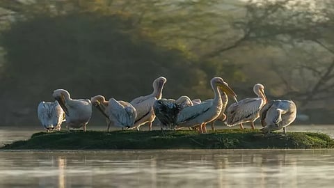 கேவ்லாதேவ் கானா தேசிய பூங்கா