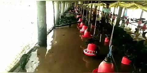 கள்ளக்குறிச்சி: கனமழை வெள்ளத்தில் சிக்கி 4 ஆயிரம் கோழிகள் பலி - கதறி அழுத உரிமையாளர்