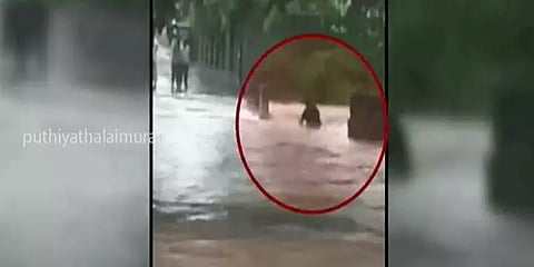 திருப்பத்தூர்: தரைப்பாலத்தை கடக்க முயன்ற போது வெள்ளத்தில் அடித்து செல்லப்பட்ட நபர்