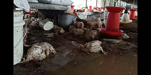 பெரம்பலூர்: வெள்ளநீர் புகுந்ததால் கொத்து கொத்தாக உயிரிழந்த 3,500 கோழிகள்