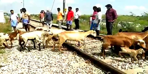 ரயில் மோதி 20-க்கும் மேற்பட்ட ஆடுகள் உயிரிழப்பு: தண்டவாளத்தை கடக்க முயன்றபோது பரிதாபம்