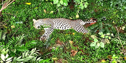 சத்தியமங்கலம்: புள்ளிமானை பிடிக்கச் சென்ற பெண் சிறுத்தைக்கு நேர்ந்த பரிதாபம்