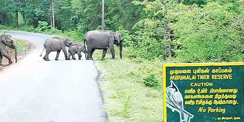 நீலகிரி: மழை குறைந்ததால் முதுமலையில் குவியும் சுற்றுலாப் பயணிகள்