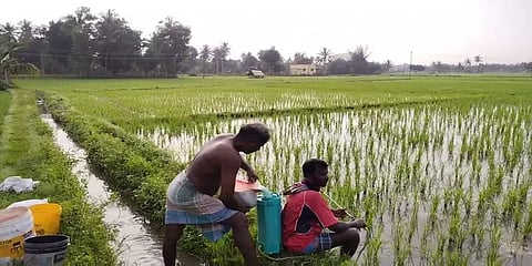 திருவாரூர்: மழையால் பாதிக்கப்பட்ட பயிர்களை காக்க விவசாயிகள் சந்திக்கும் பிரச்னைகள்