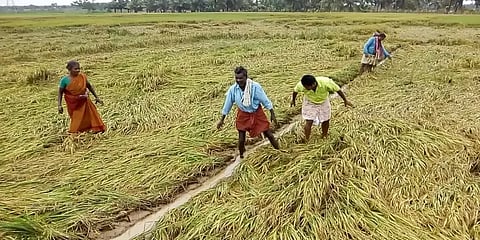 மழை பாதிப்பு: மத்தியக் குழு 2-வது நாள் ஆய்வு