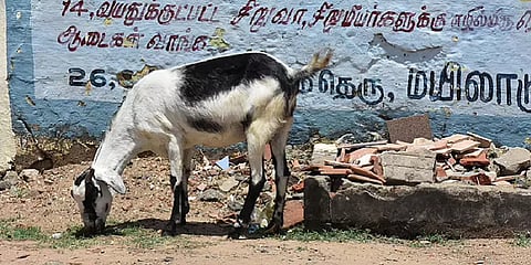 கிராமப்புற இளைஞர்களை தடம் புரளச் செய்யும் ஆடு திருட்டு: கவனம் காட்டுமா காவல்துறை?