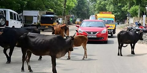 மதுரை: சாலையில் சுற்றித்திரிந்த 85 மாடுகளை பிடித்த மாநகராட்சி