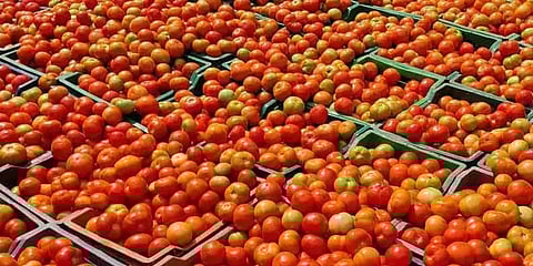 தக்காளி வரத்து அதிகரிப்பால் கோயம்பேடு சந்தையில் குறைந்தது தக்காளி விலை