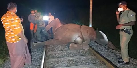 கோயம்புத்தூர்: ரயில் மோதி 2 குட்டிகள் உட்பட 3 யானைகள் உயிரிழப்பு