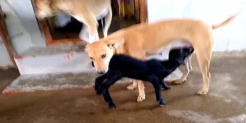 ஆரணி: பசியால் துடித்த ஆட்டுக் குட்டிக்கு பாசத்தோடு பால் கொடுக்கும் நாய்