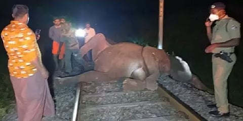 ரயில் மோதி யானைகள் உயிரிழப்பு - ஓட்டுநர் மீது வழக்கு