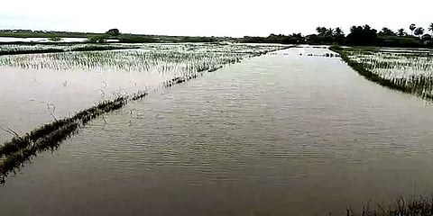 வேதாரண்யம்: இரண்டாம் முறையாக மழை நீரில் மூழ்கிய நெற்பயிர்கள் - வேதனையில் விவசாயிகள்