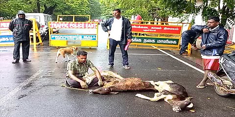 புதுச்சேரி: கோமாரியால் உயிரிழந்த கன்றுகள்: சட்டமன்றம் முன்பு போராட்டத்தில் ஈடுபட்ட இளைஞர்