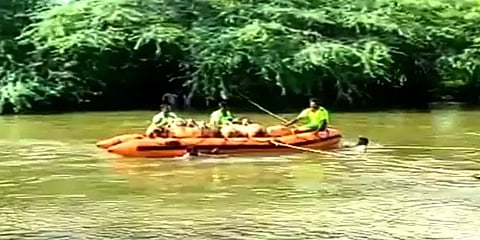 வைகையாற்று வெள்ளத்தில் சிக்கித் தவித்த ஆடுகள்: படகில் சென்று பத்திரமாக மீட்ட வீரர்கள்