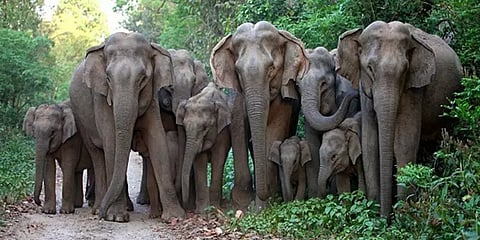 2020-21 ம் ஆண்டில் 85க்கும் மேற்பட்ட யானைகள் உயிரிழப்பு: மக்களவையில் மத்திய அரசு தகவல்